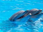 Dwa, Roześmiane, Delfiny