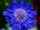Niebieski, Kwiat