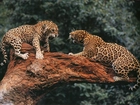 Jaguary, Walka, Konar