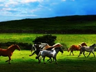 Konie, Galop, Pastwisko, Wzgórze