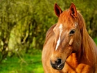 Koń, Portret