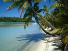 Aitutaki, Islandia, Woda, Palmy