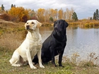 Dwa, Psy, Labradory, Jezioro