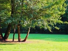 Park, Trawa, Drzewa