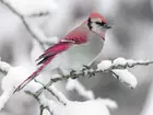Biało, Różowy, Ptak, Gałązka, Śnieg