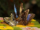 Motyle, Kolorowe, Skrzydła