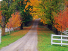 Droga, Jesień, Drzewa, Kolorowe, Liście
