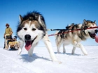 Siberian Husky, Zaprzęg