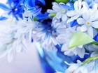 Białe, Niebieskie, Kwiatki