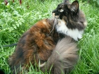 Kotek, Maine coon