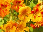 Żółto, Pomarańczowe, Kwiaty