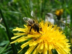 Owad, Pszczoła, Kwiat
