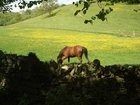 Koń, Pastwisko, Ogrodzenie