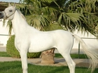 Biały, Koń, Palma