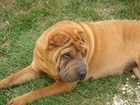 Shar Pei, Łąka