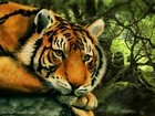 Tygrys, Odpoczynek