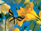 Żółty, Motyl, Kwiat, Frezja