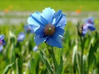 Niebieski, Kwiat, Maku