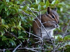 Gałązki, Drzewa, Chipmunk