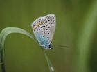 Motyl, Trawa, Łąka