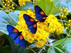 Żółte, Kwiaty, Niebieskie, Motyle