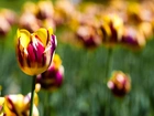 Kolorowe, Tulipany, Fioletowo, Żółte