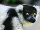 Lemur, Mordka, Oczy