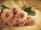Piękne, Różowe, Róże, Cieniowane, Tło