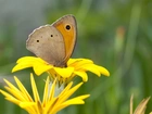 Motyl, Czerwończyk, Nieparek, Żółty, Kwiat
