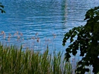 Jezioro, Trawy, Szuwary