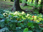 Bluszcz, Porastający, Park