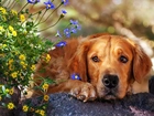 Pies, Kwiatki