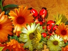 Kwiaty, Pomarańczowe, Żółte