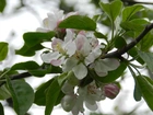Kwitnące, Drzewo, Owocowe, Jabłoń