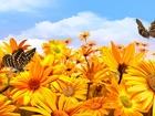 Żółte, Kwiaty, Motyle, Niebo