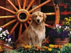 Pies, Koło, Kwiaty, Golden Retriever