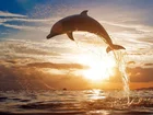 Morze, Zachód, Słońca, Delfin