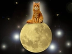Kot, Księżyc