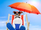 Pies, Plaża, Leżak, Parasol