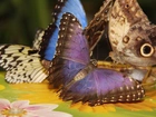 Kolorowe, Motyle, Skrzydła