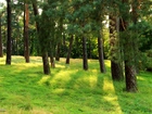 Lasek, Sosnowy, Drzewa, Trawa