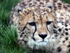 Gepard, Trawa