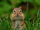 Chipmunk, Gryzoń, Trawa