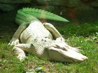 Aligator, Albinos, Trawa