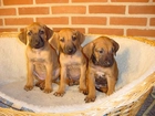 trzy, słodkie, szczeniaki, Rhodesian ridgeback