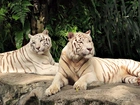 Tygrysy, Albinosy, Skała