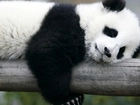 Śpiący, Miś, Panda