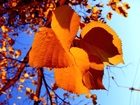 Jesień, Drzewo, Żółte, Liście