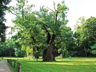 Stare, Dęby, Rogalin, Park