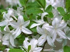 Białe, Kwiaty, Azalii